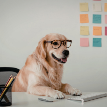 National Take Your Dog To Work Day